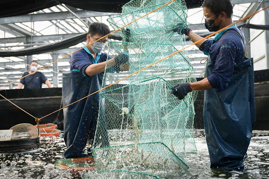「天下」日本金主疫間也來看 幫白蝦蓋科技豪宅 讓嘉義出現「漁電大道」